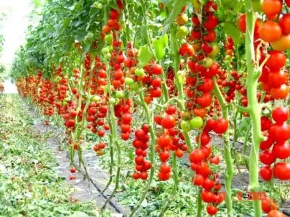 Вирощування і догляд, пасинкування помідорів в теплиці - фото і вигляді (вирощування) Вирощування і догляд, пасинкування помідорів в теплиці - фото і вигляді