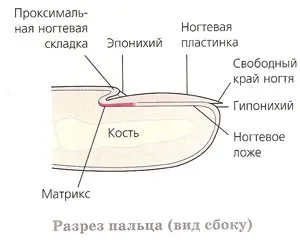Вплив внутрішніх факторів