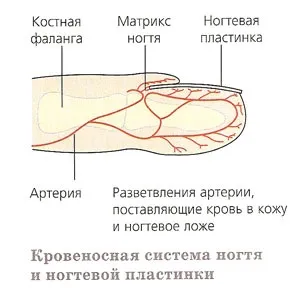 Вплив внутрішніх факторів