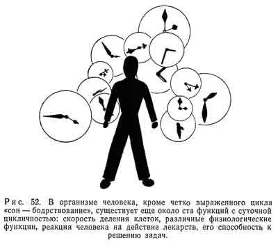 Внутрішній годинник людини, живі годинник, collectedpapers (внутрішні) Внутрішній годинник людини, живі годинник, collectedpapers