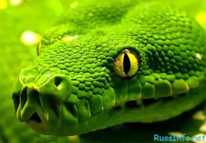 Східний гороскоп на 2018 рік для змії (східний) Східний гороскоп на 2018 рік для змії