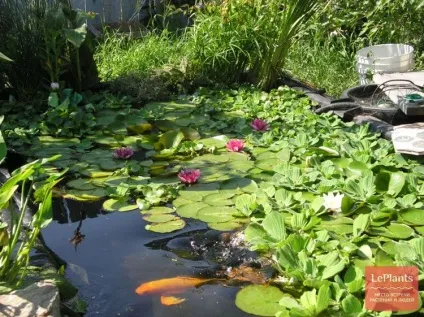 Водойма своїми руками, Новомосковскйте все про садових ставках на (водойму) Водойма своїми руками, Новомосковскйте все про садових ставках на