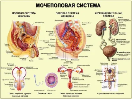 Питання уролога найпопулярніші теми і корисні поради уролога (уролога) Питання уролога найпопулярніші теми і корисні поради уролога