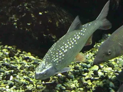Вобла про рибу, фото