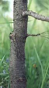 Все про щепленому кедрі