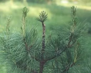 Все про щепленому кедрі
