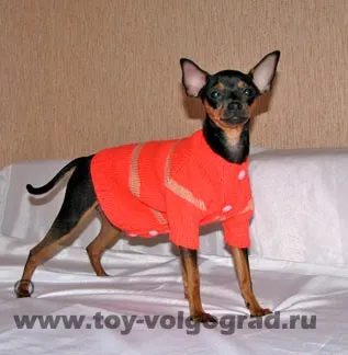 В'язання для собак 1