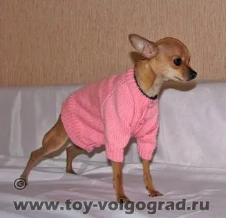 В'язання для собак 1