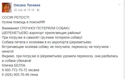 У Шереметьєво щеня загубився при навантаженні в багаж і загинув (щеня) У Шереметьєво щеня загубився при навантаженні в багаж і загинув