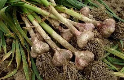Яровий часник (річний) вирощування, посадка і догляд, чи можна садити під зиму (вирощування) Яровий часник (річний) вирощування, посадка і догляд, чи можна садити під зиму