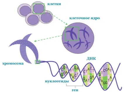 Хронічний мієлолейкоз - особливості даного виду раку крові, симптоми і правильна діагностика, (мієлолейкоз) Хронічний мієлолейкоз - особливості даного виду раку крові, симптоми і правильна діагностика,