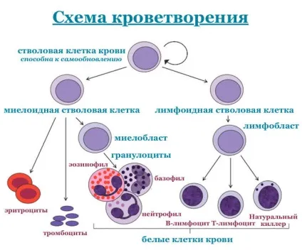 Хронічний мієлолейкоз - особливості даного виду раку крові, симптоми і правильна діагностика, (хронічний) Хронічний мієлолейкоз - особливості даного виду раку крові, симптоми і правильна діагностика,