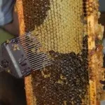 Забрус - користь і шкода для зубів, застосування, лікувальні властивості та протипоказання дітям (лікувальні) Забрус - користь і шкода для зубів, застосування, лікувальні властивості та протипоказання дітям