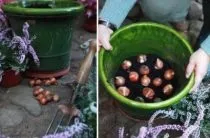Юкка садові, вирощування посадка і догляд (посадка) Юкка садові, вирощування посадка і догляд