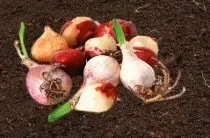 Юкка садові, вирощування посадка і догляд (вирощування) Юкка садові, вирощування посадка і догляд