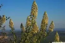 Юкка садові, вирощування посадка і догляд (юка) Юкка садові, вирощування посадка і догляд