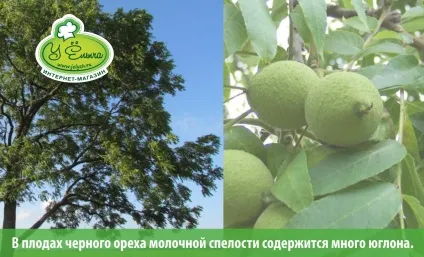 Юглон і препарати на основі чорного горіха від паразитів опис, склад, застосування (юглон інструкція із застосування) Юглон і препарати на основі чорного горіха від паразитів опис, склад, застосування