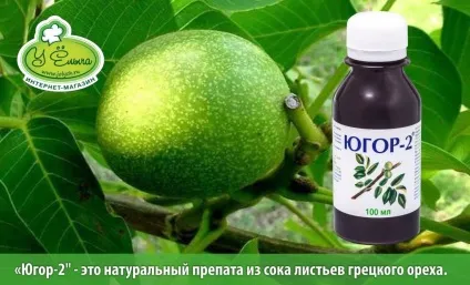 Юглон і препарати на основі чорного горіха від паразитів опис, склад, застосування (горіха) Юглон і препарати на основі чорного горіха від паразитів опис, склад, застосування