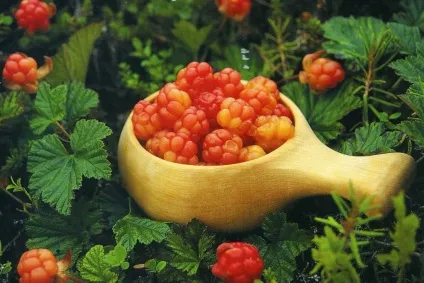 Виразка шлунка лікування народними засобами (лікування) Виразка шлунка лікування народними засобами