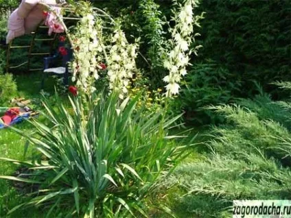 Юкка садові, вирощування посадка і догляд (садові) Юкка садові, вирощування посадка і догляд
