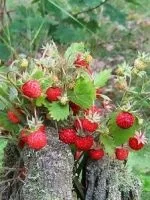 Зелений салат - корисні властивості (корисні) Зелений салат - корисні властивості