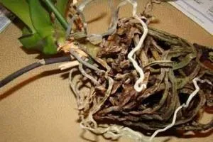 Замерзли 2 орхідеї, допоможіть - орхідеї - форум на