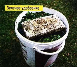 Займаюся вирощуванням капусти, про пасіку (качанів ніяк відбивається) Займаюся вирощуванням капусти, про пасіку