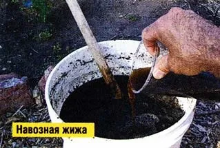 Займаюся вирощуванням капусти, про пасіку (рихлю капусту) Займаюся вирощуванням капусти, про пасіку