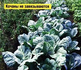 Займаюся вирощуванням капусти, про пасіку (зеленим добривом) Займаюся вирощуванням капусти, про пасіку