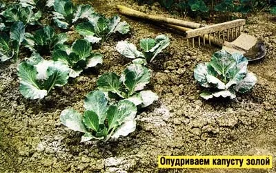 Займаюся вирощуванням капусти, про пасіку (займаюся) Займаюся вирощуванням капусти, про пасіку