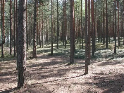 Земельна ділянка на березі озера (озера) Земельна ділянка на березі озера