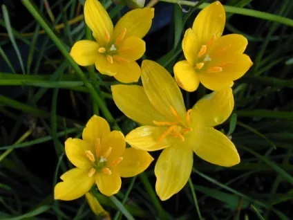 Зефирантес фото, види і догляд за квіткою в домашніх умовах