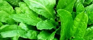 Жимолость їстівна фото, корисні властивості і що можна приготувати з жимолості (можна) Жимолость їстівна фото, корисні властивості і що можна приготувати з жимолості