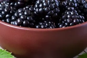 Жимолость їстівна фото, корисні властивості і що можна приготувати з жимолості (жимолость) Жимолость їстівна фото, корисні властивості і що можна приготувати з жимолості