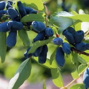 Жимолость користь і шкода рослини, food and health (знову довести кипіння) Жимолость користь і шкода рослини, food and health
