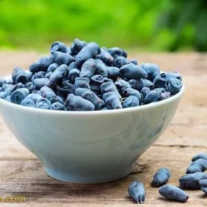 Жимолость користь і шкода рослини, food and health (жимолость) Жимолость користь і шкода рослини, food and health