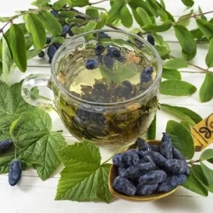 Жимолость користь і шкода рослини, food and health (шкода) Жимолость користь і шкода рослини, food and health