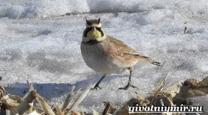 Тварини тундри, тваринний світ (тваринний) Тварини тундри, тваринний світ