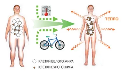 Жир білий, бурий, бежевий, наука і життя