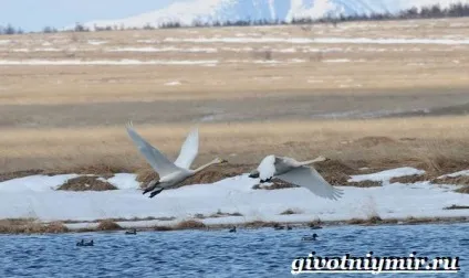 Тварини тундри, тваринний світ (тваринний) Тварини тундри, тваринний світ