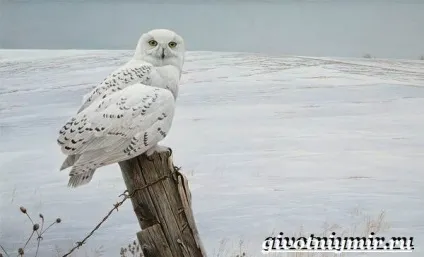 Тварини тундри, тваринний світ (тваринний) Тварини тундри, тваринний світ