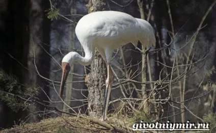 Тварини тундри, тваринний світ (тундри) Тварини тундри, тваринний світ