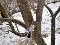 Зола в допомогу