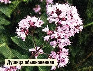 Звучить як вирок, ви здорові (відвар з материнки) Звучить як вирок, ви здорові