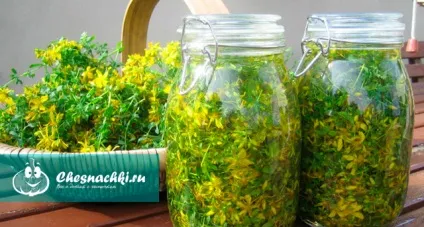 Звіробій лікувальні властивості і протипоказання для жінок (властивості) Звіробій лікувальні властивості і протипоказання для жінок