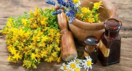 Звіробій для жінок корисні і лікувальні властивості, застосування і протипоказання (звіробій) Звіробій для жінок корисні і лікувальні властивості, застосування і протипоказання