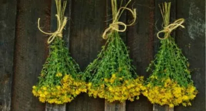 Звіробій для жінок корисні і лікувальні властивості, застосування і протипоказання (властивості) Звіробій для жінок корисні і лікувальні властивості, застосування і протипоказання