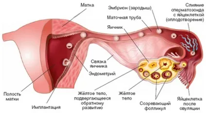 Значить фаза жовтого тіла (фаза) Значить фаза жовтого тіла
