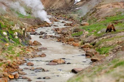 Знайомтеся, ведмідь грізлі, фото новини