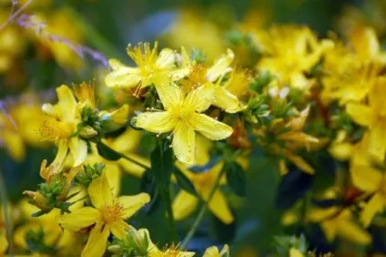 Звіробій трава лікувальні властивості і протипоказання (звіробій) Звіробій трава лікувальні властивості і протипоказання